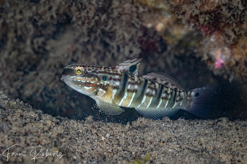 Image of Amblygobius phalaena