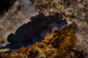 Image of Dendrodoris nigra