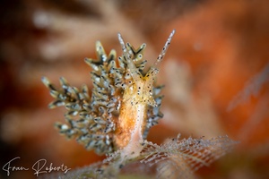 Image of Doto sp. 5