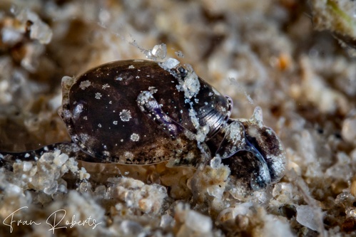Image of Haminoeidae mini long-tail sp. 1