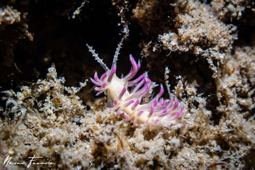 Image of Facelina sp. 5