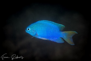 Image of Pomacentrus coelestis