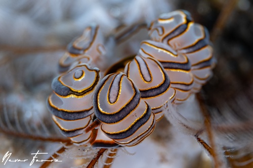 Image of Doto greenamyeri