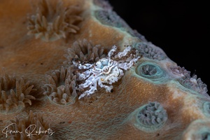 Image of Neotroglocarcinus hongkongensis