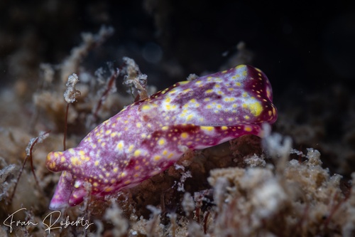 Image of Philinopsis falciphallus