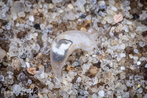 Image of Gymnodoris sp. 25