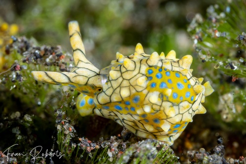 Image of Oxynoe kylei