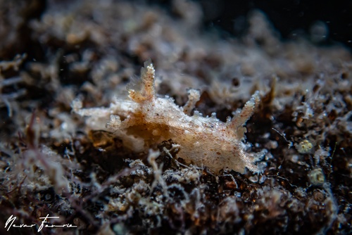 Image of Kaloplocamus peludo