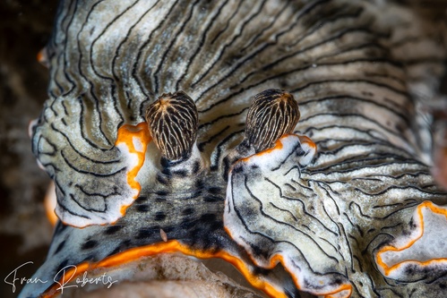 Image of Dermatobranchus sp. 4