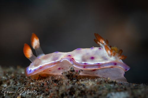 Image of Hexabranchus lacer