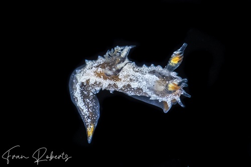 Image of Polycera sp. 1