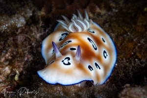 Image of Goniobranchus leopardus