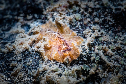 Image of Unidentified Flatworm sp. 2