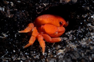 Image of Unidentified Crab sp. 4