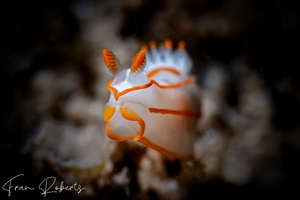 Image of Gymnodoris amakusana