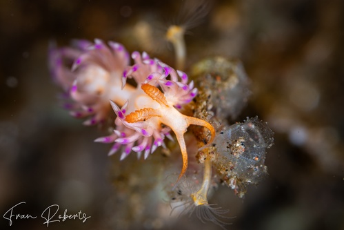 Image of Facelina sp. 6