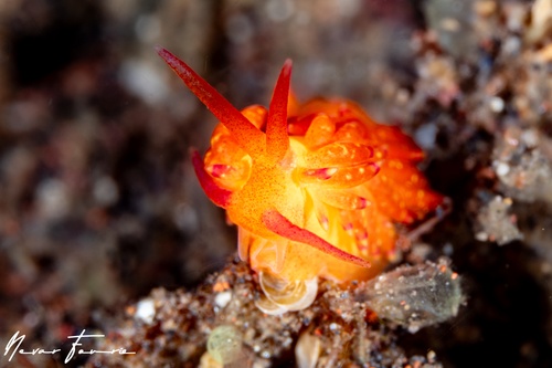 Image of Trinchesia sp. 4