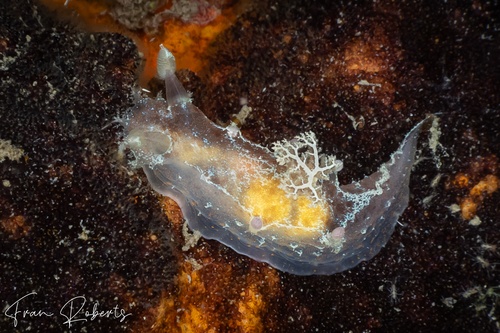 Image of Plocamopherus maculatus