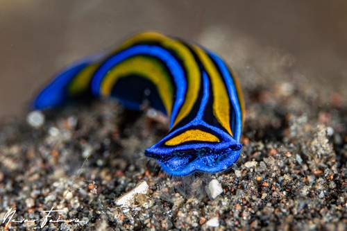 Image of Chelidonura hirundinina