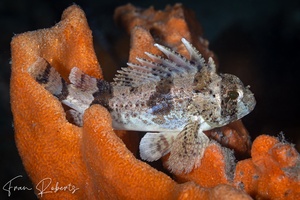 Image of Centropogon australis