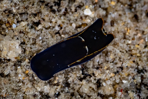 Image of Philinopsis sp. 2