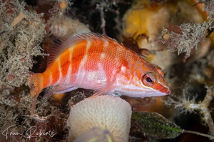 Image of Hypoplectrodes maccullochi