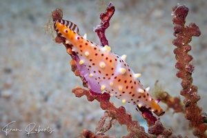 Image of Phenacovolva nectarea
