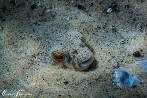 Image of Tetractenos glaber