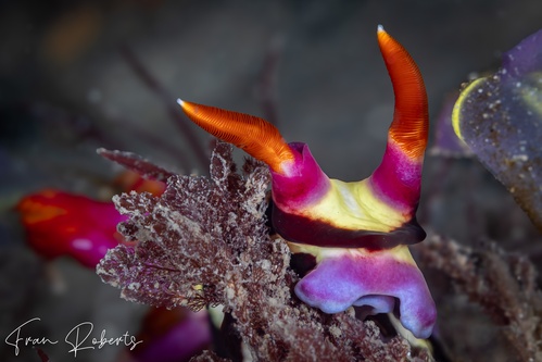 Image of Nembrotha purpureolineata