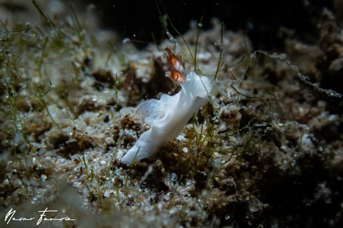 Image of Goniodoris sp. 1