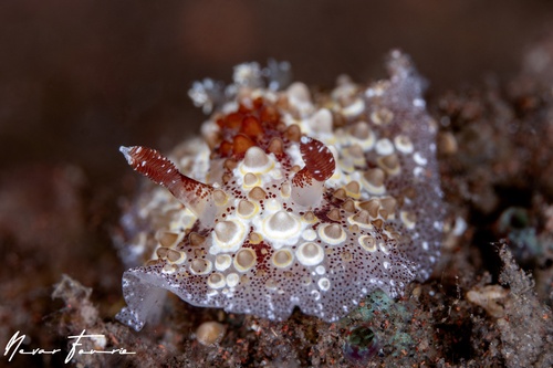 Image of Carminodoris estrelyado