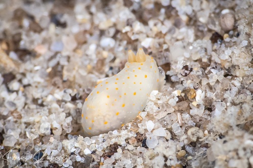 Image of Gymnodoris sp. 22