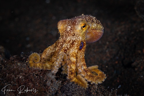 Image of Amphioctopus mototi