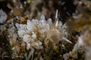 Image of Eubranchus sp. 3