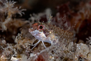 Image of Enneapterygius atrogulare