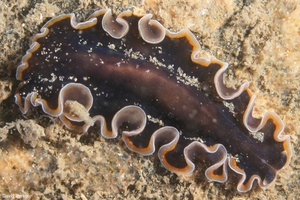Image of Pseudobiceros uniarborensis