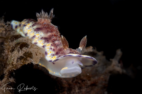 Image of Goniobranchus collingwoodi