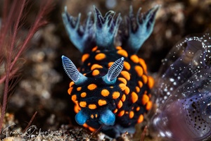 Image of Nembrotha sp. 2