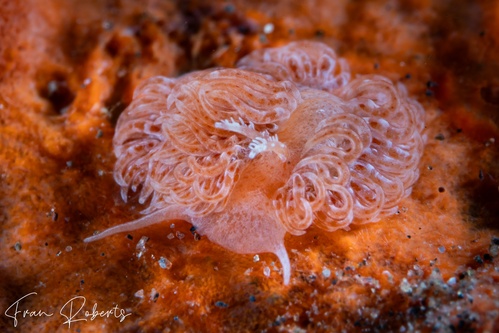 Image of Noumeaella sp. 1