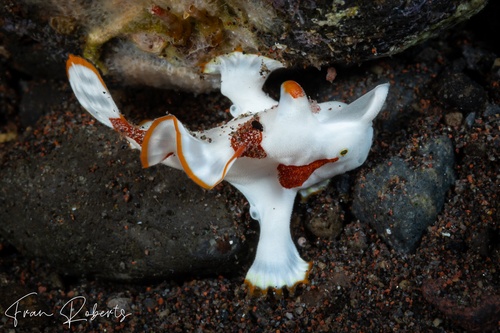 Image of Antennarius maculatus