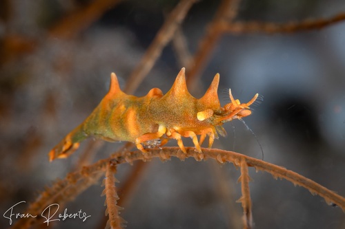 Image of Miropandalus hardingi