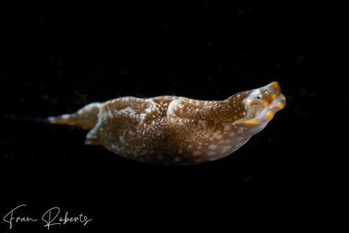 Image of Aglaja fulvipunctata