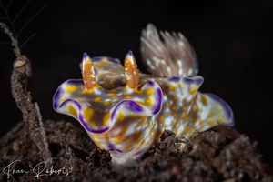 Image of Ceratosoma tenue