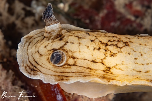 Image of Aphelodoris varia