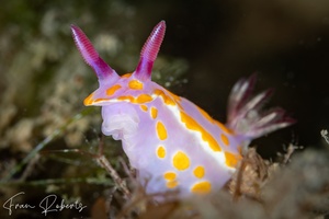 Image of Ceratosoma amoenum