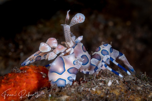 Image of Hymenocera picta