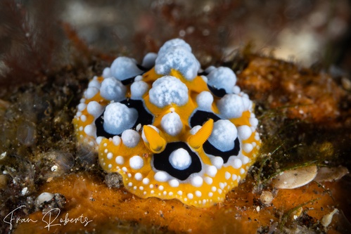 Image of Phyllidia ocellata