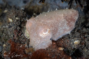Image of Sepia latimanus