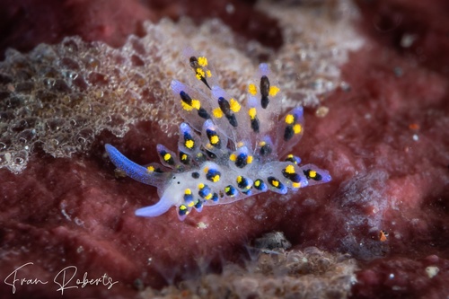 Image of Stiliger sp. 1