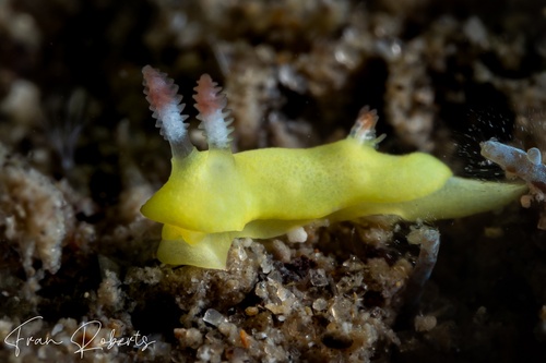 Image of Verconia laboutei